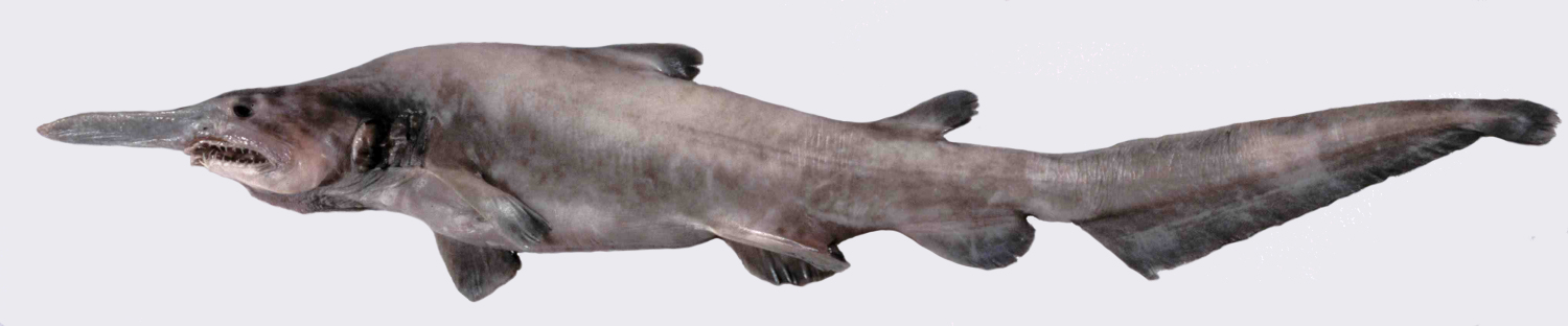 Goblin shark wallpaper