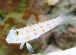 Goby swims