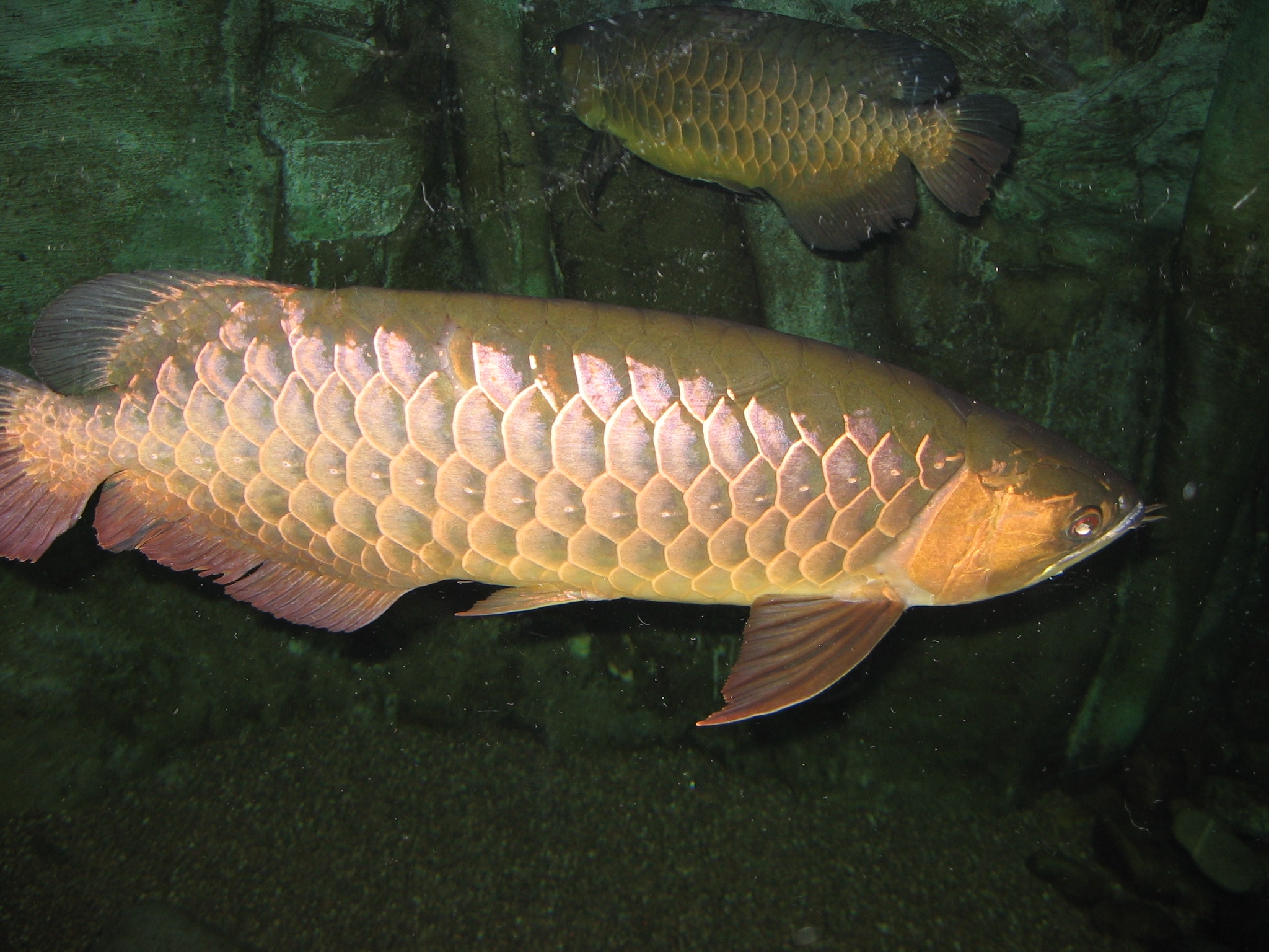 Золотая рыба Аруана фото