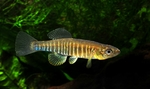 Gold banded killifish