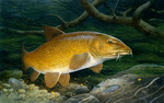 Gold barbel