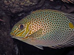 Gold rabbitfish