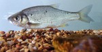 Golden shiner in the sand