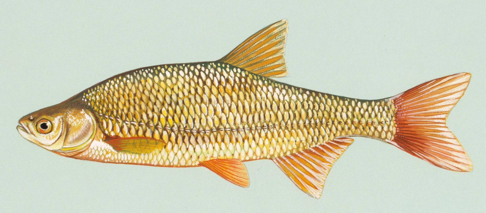 Golden shiner wallpaper