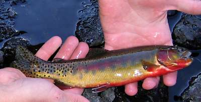 Golden trout wallpaper