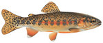 Golden trout