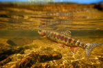 Golden trout under water