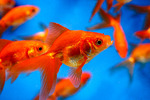 Goldfishes for ponds