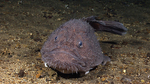 Goosefish in the sand