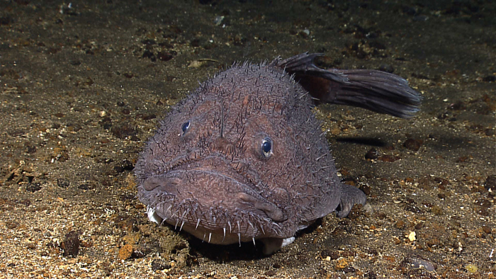 Goosefish in the sand wallpaper