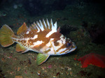 Gopher rockfish swims 