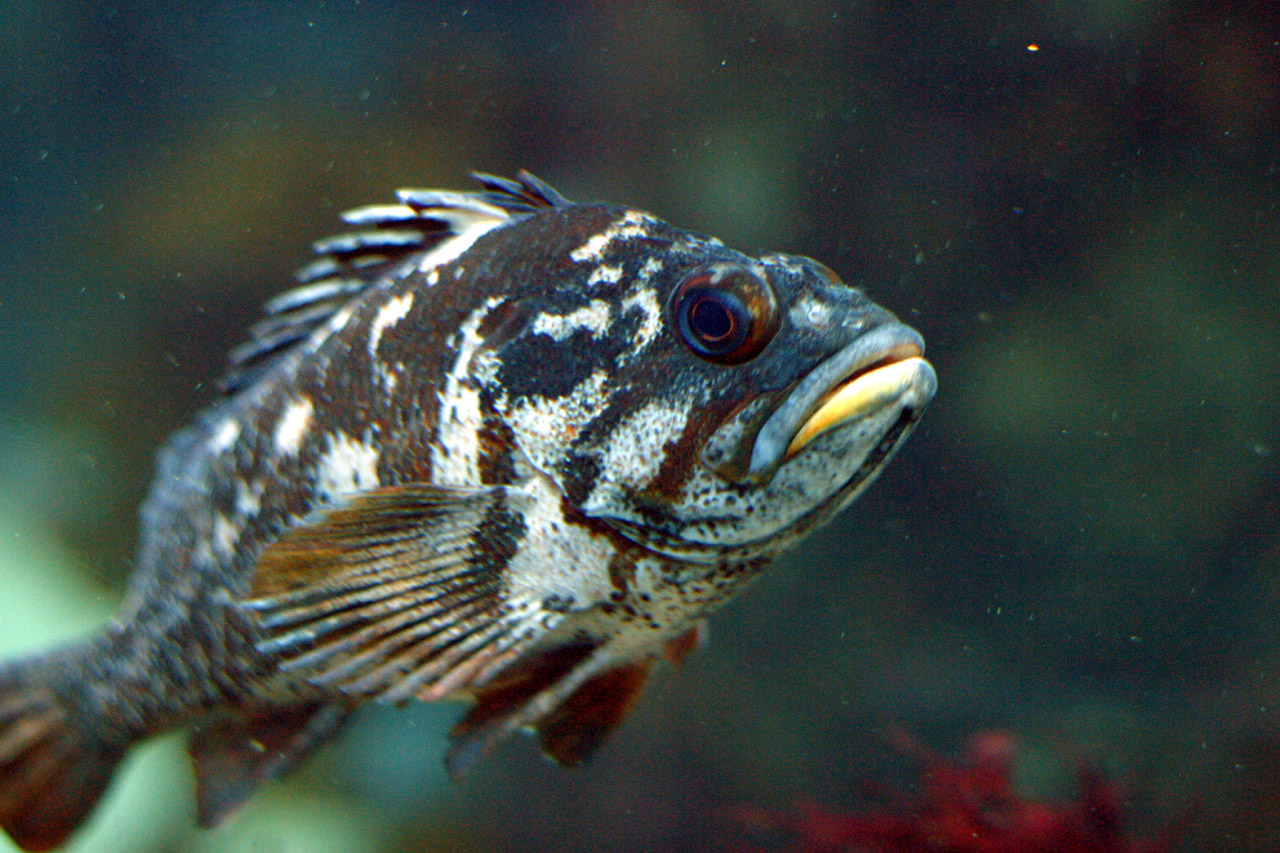 Gopher rockfish wallpaper