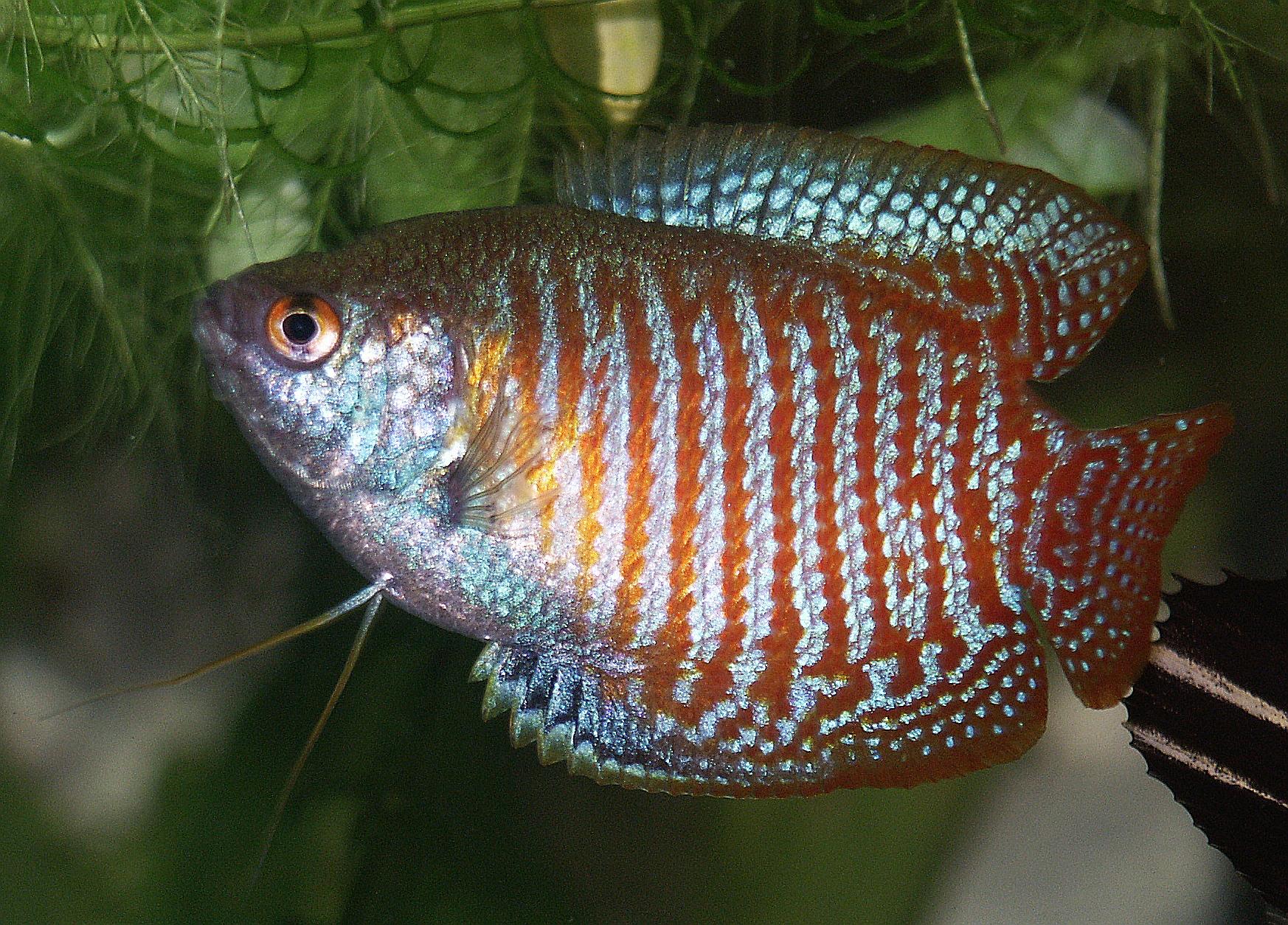 Gourami wallpaper