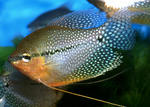 Gourami