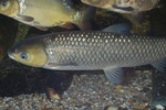 Grass carp on bottom