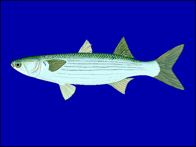 Gray mullet wallpaper