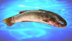 Gray mullet