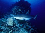 Gray reef shark on bottom