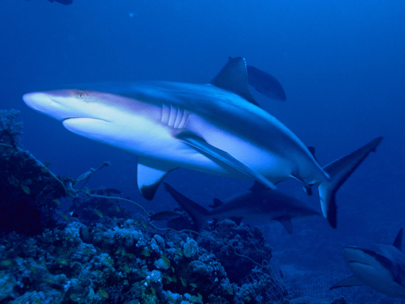 Gray reef shark wallpaper