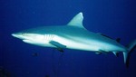 Gray reef shark swims
