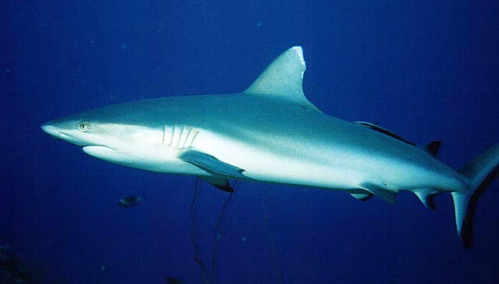 Gray reef shark swims wallpaper