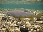 Grayling in the rocks