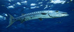 Great barracuda