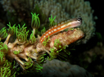 Great blenny