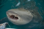 Great blind shark