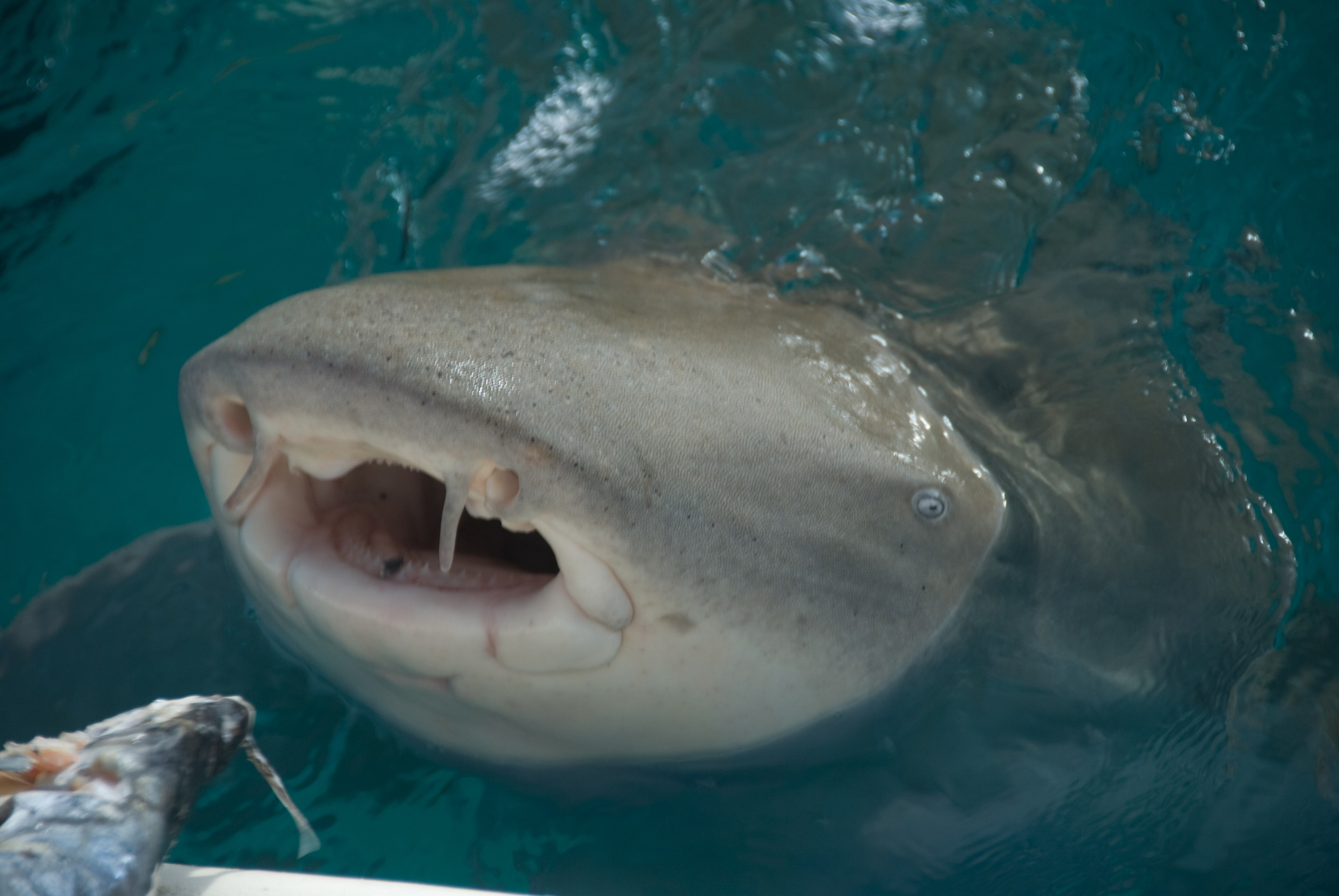 Прекрасная слепая акула фото