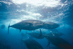 Great bluefin tuna