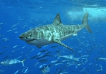 Great white shark in the school of fish