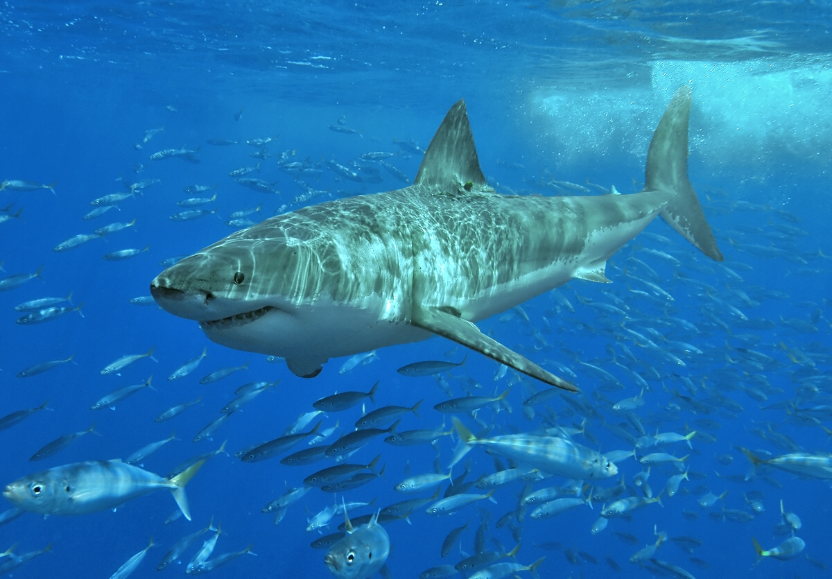 Great white shark in the school of fish wallpaper