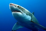 Great white shark