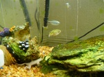 Green spotted puffer in aquarium