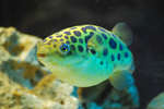 Green spotted puffer