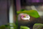 Green spotted puffer swims