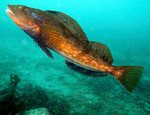 Greenling swims