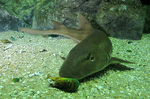 Grey Bamboo shark