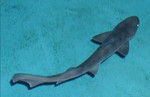 Grey barbeled houndshark