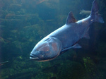 Grey bighead carp