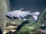 Grey channel catfish