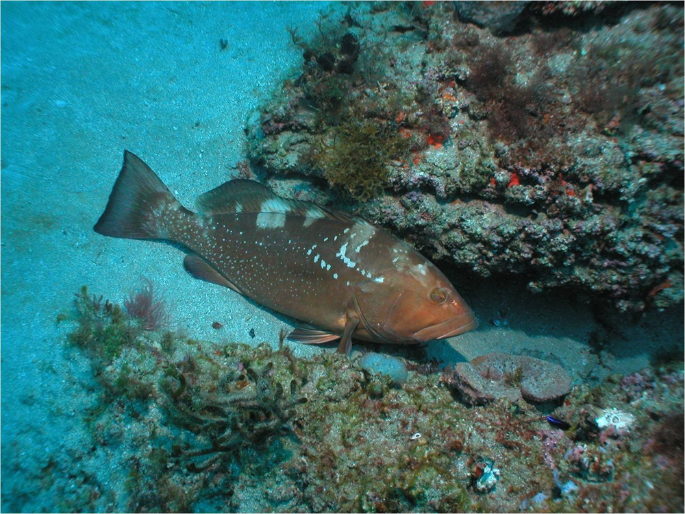 Рыба-групер фото