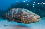 Grouper swims