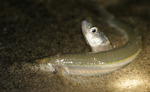 Grunion in the sand