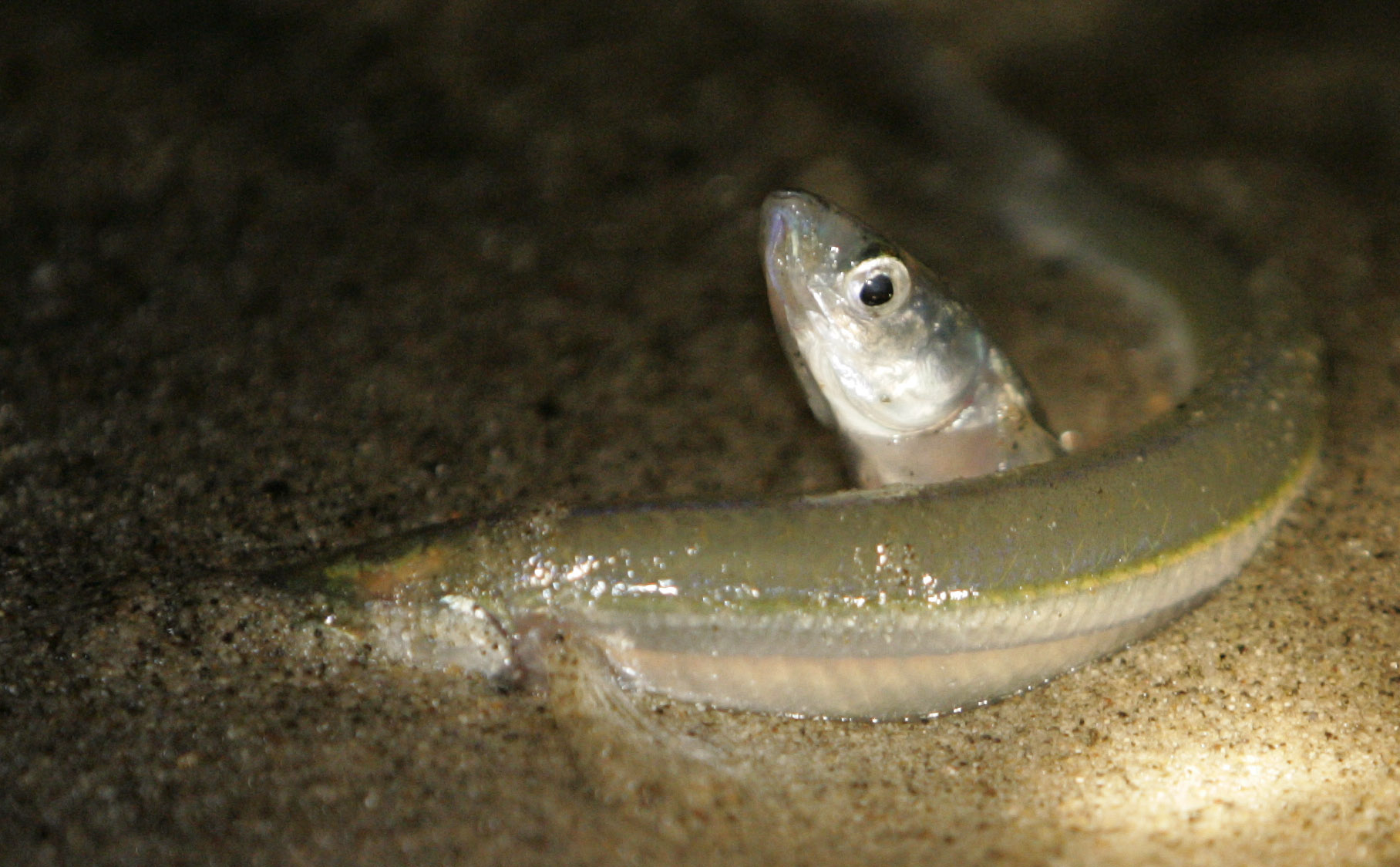 Grunion in the sand wallpaper