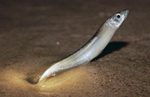 Grunion in sea