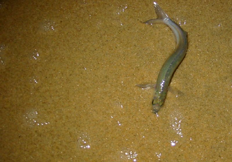 Grunion wallpaper