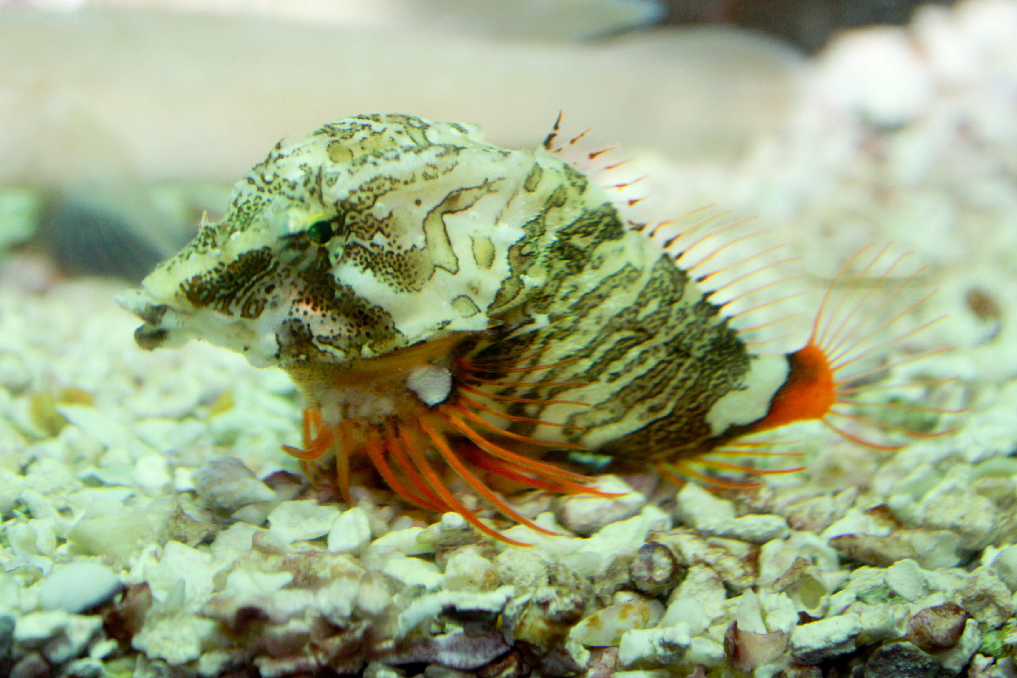 Grunt sculpin wallpaper