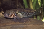 Gudgeon in aquarium